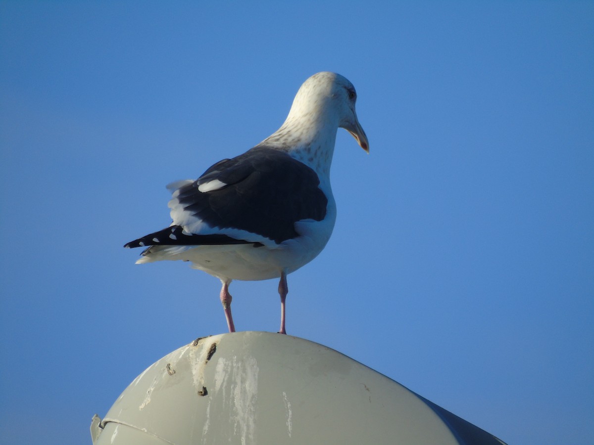 Gaviota de Kamchatka - ML193606071