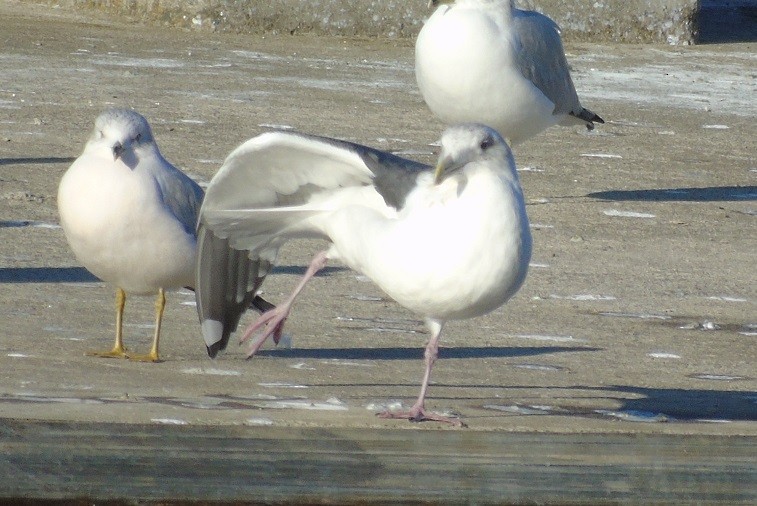 Gaviota de Kamchatka - ML193606091