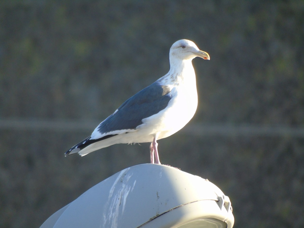 Gaviota de Kamchatka - ML193606171