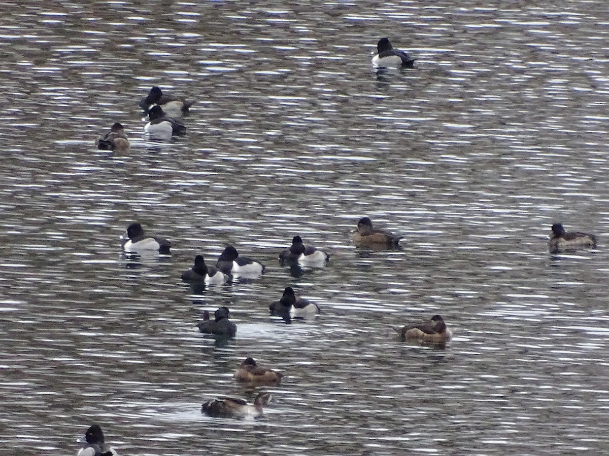 Ring-necked Duck - ML193606981