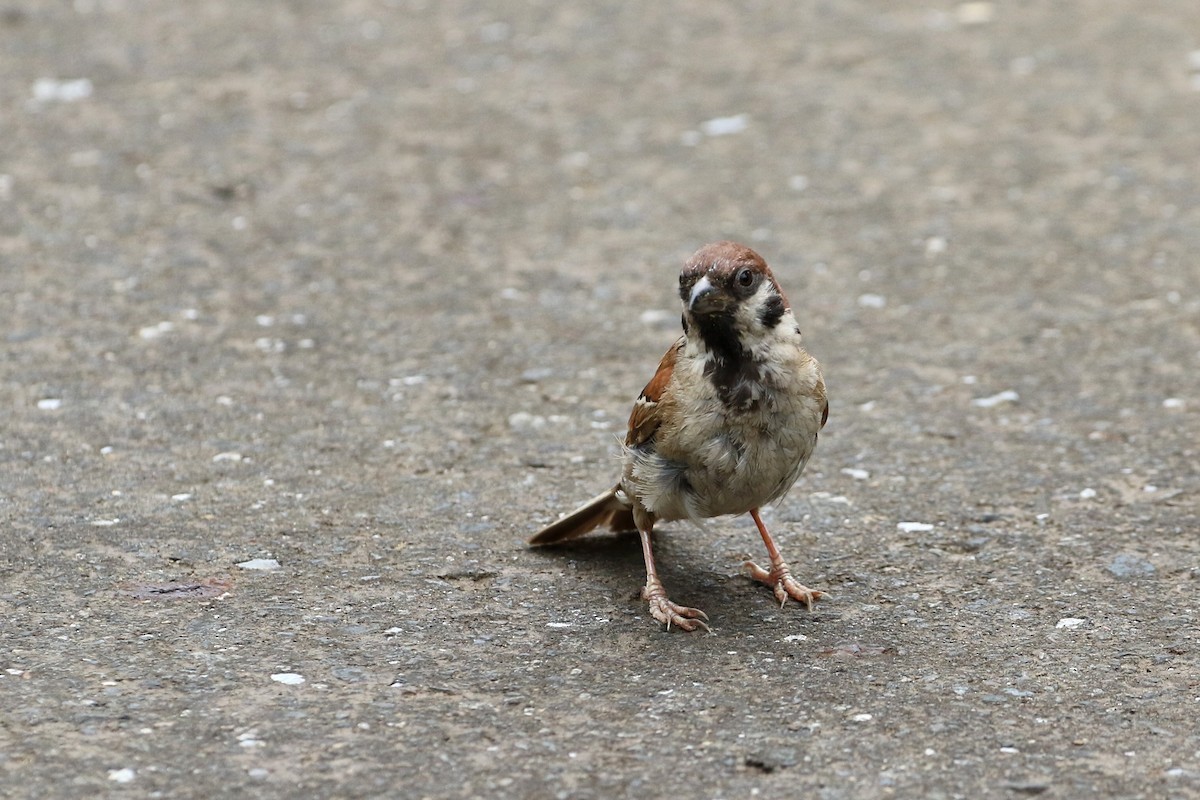 Eurasian Tree Sparrow - ML193607511