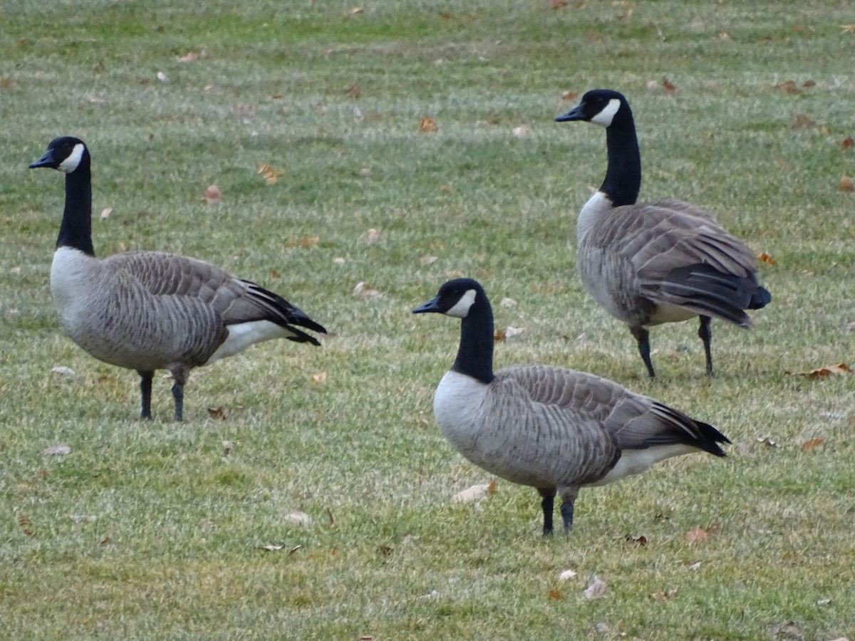 Canada Goose - ML193607621