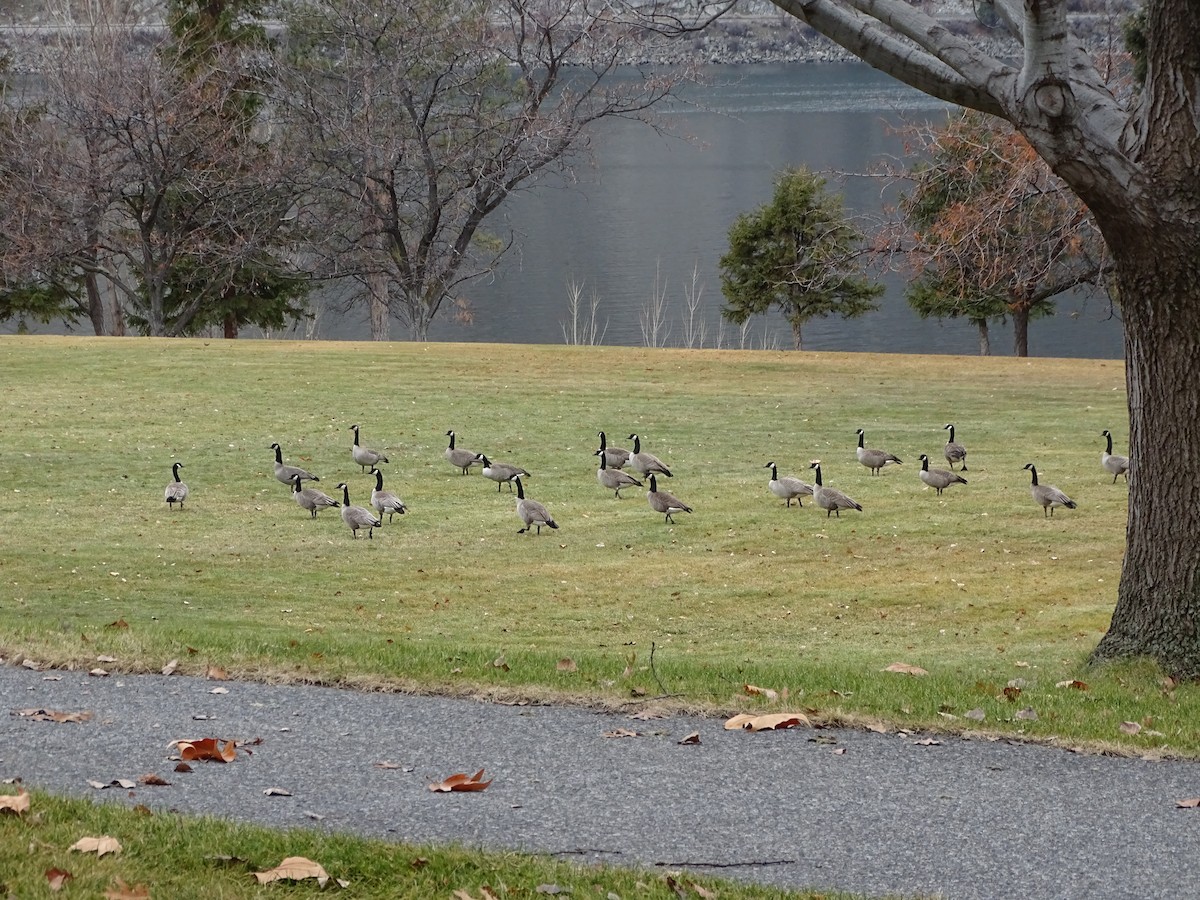 Canada Goose - ML193607691