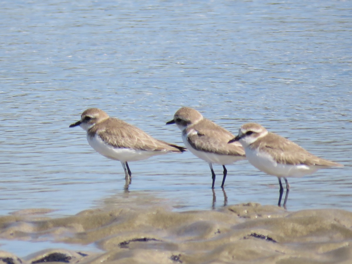 Kentish Plover - ML193608401