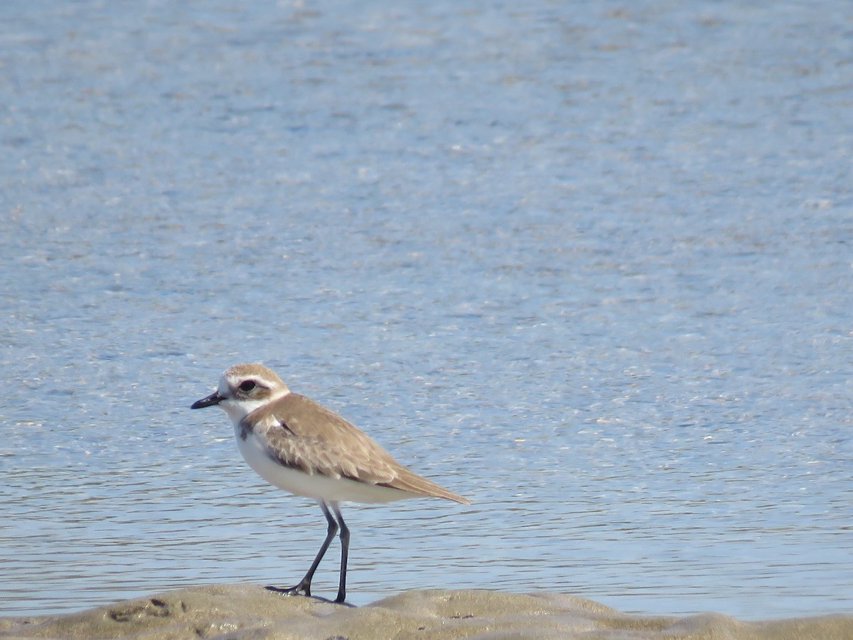 Kentish Plover - ML193608411