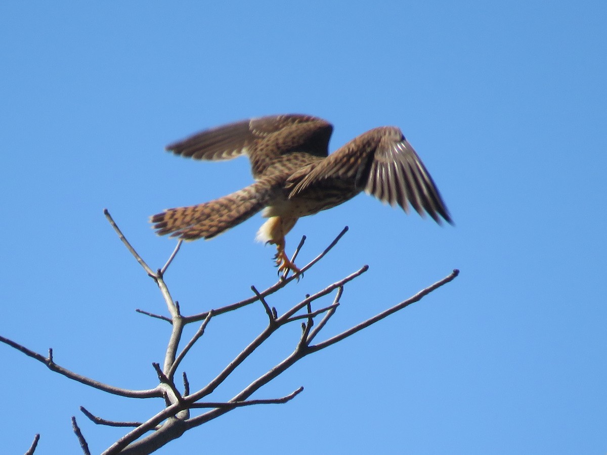Eurasian Kestrel - ML193608521