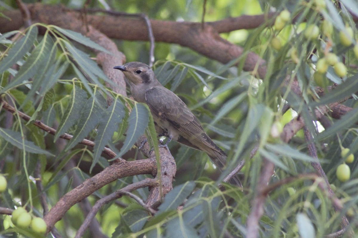Black-eared Cuckoo - ML193608911