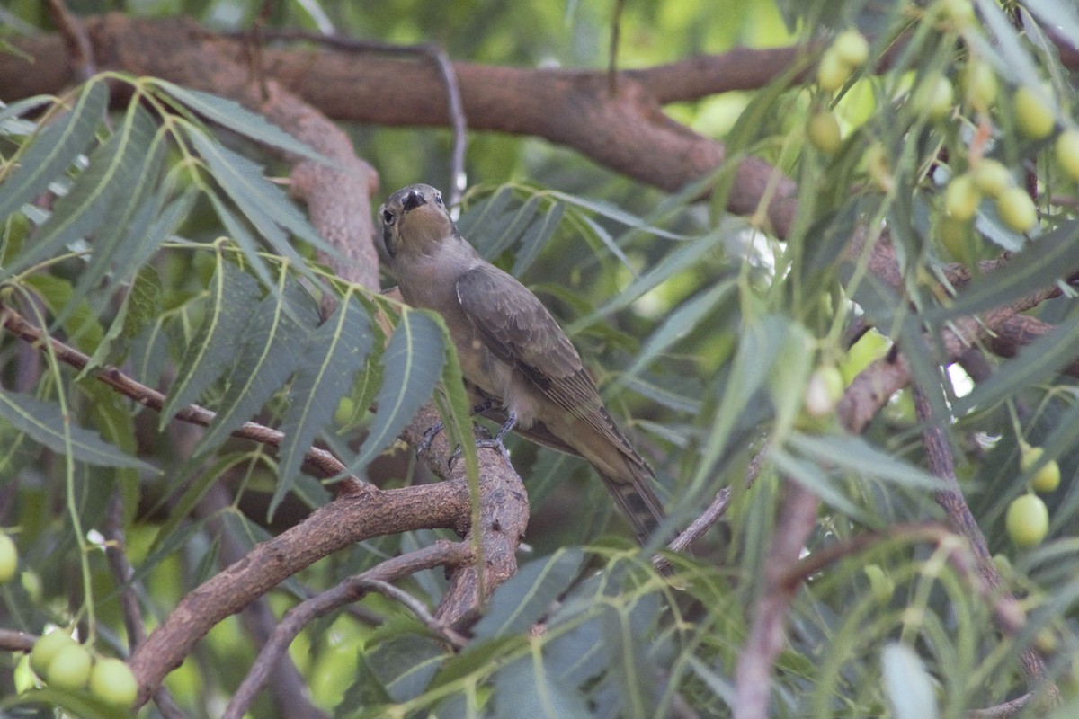 Black-eared Cuckoo - ML193608921