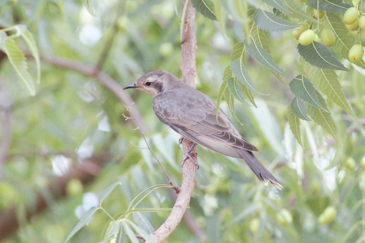 Black-eared Cuckoo - ML193608931