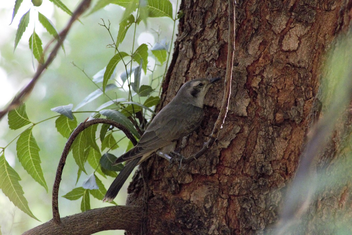 Black-eared Cuckoo - ML193608961
