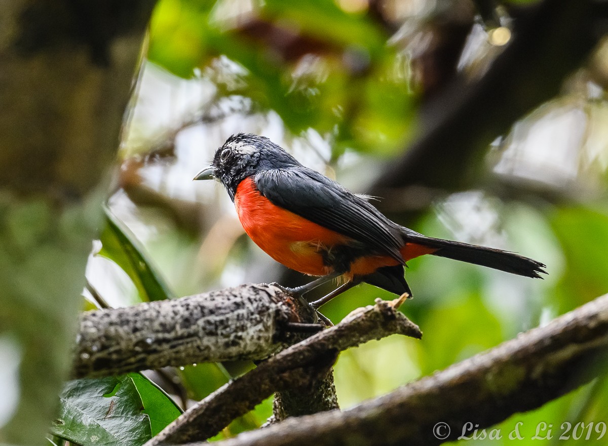 Rose-breasted Chat (Rose-bellied) - ML193609001