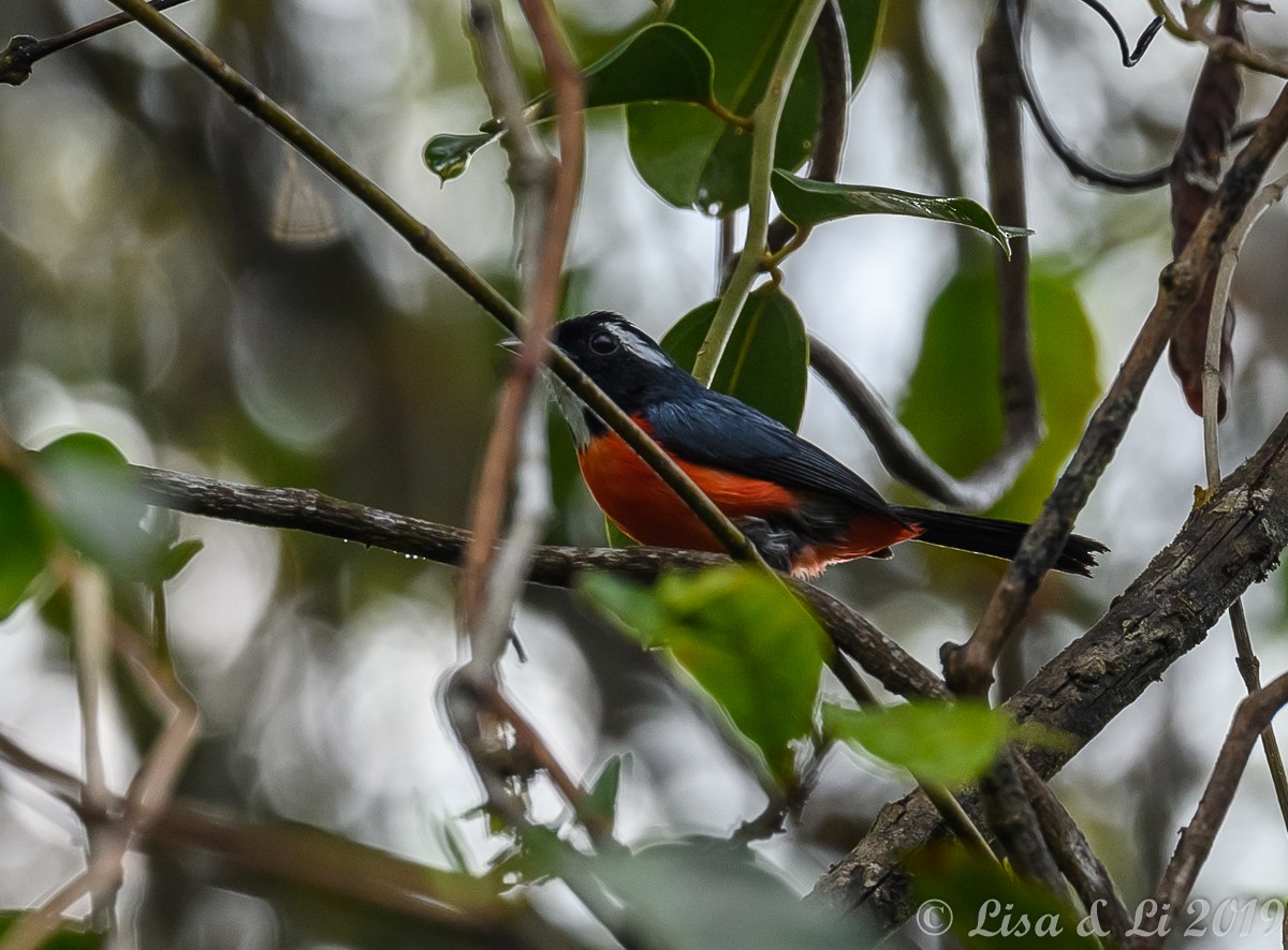 Rose-breasted Chat (Rose-bellied) - ML193609011