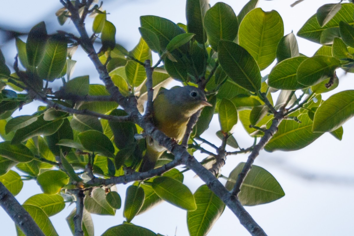 Nashville Warbler - John Strohsahl