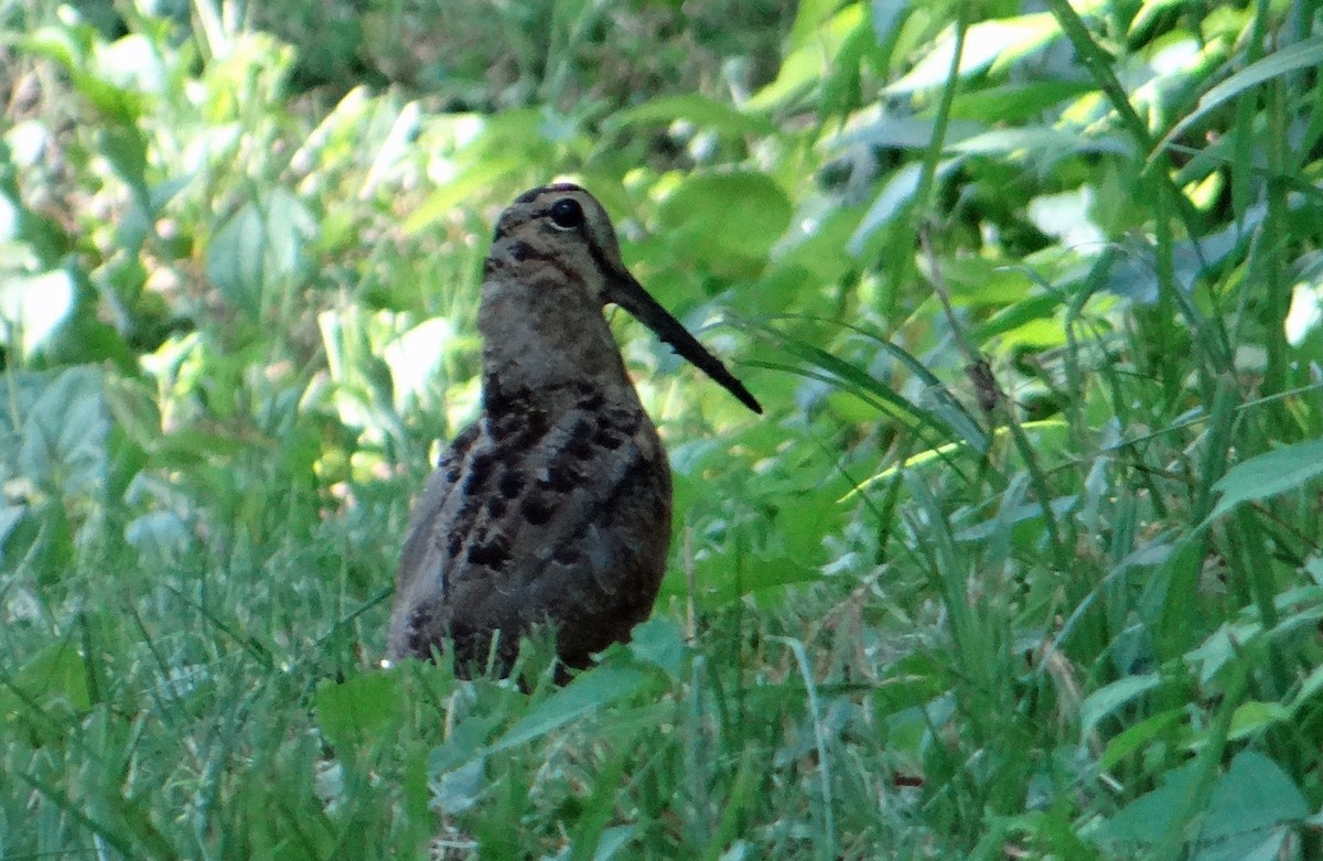 American Woodcock - ML193610661