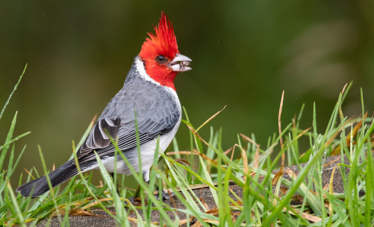 Red-crested Cardinal - Mason Maron