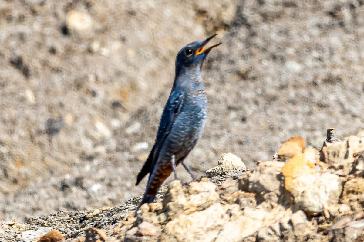 Blue Rock-Thrush - ML193612911