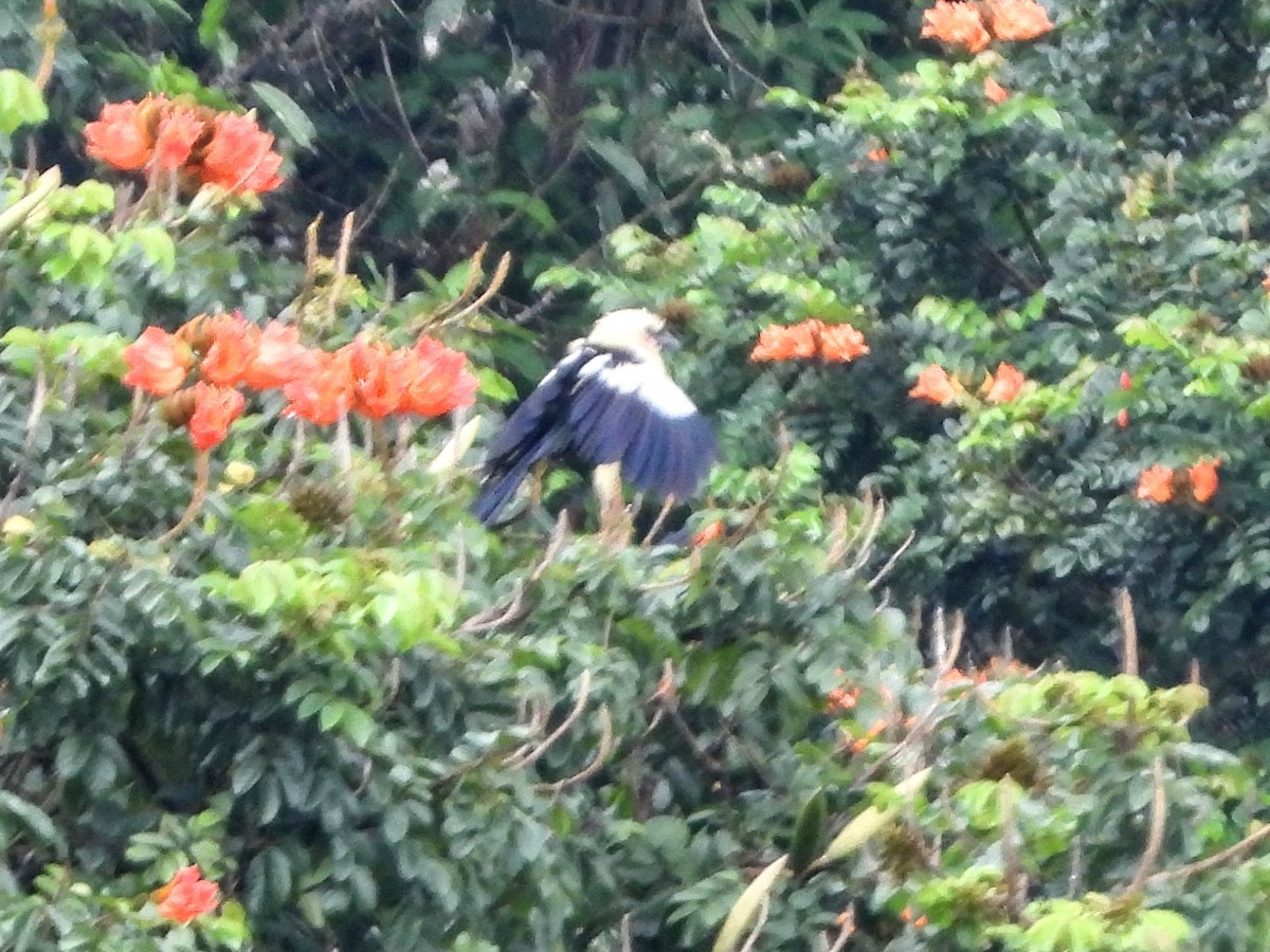 Pied Coucal - ML193612921