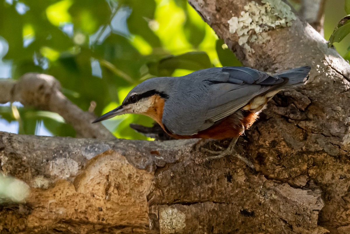 Burmese Nuthatch - ML193613031