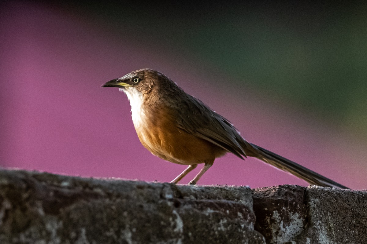 White-throated Babbler - ML193613081