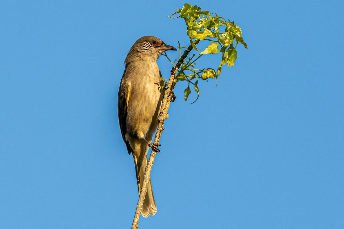 Bulbul de Blanford Occidental - ML193613151