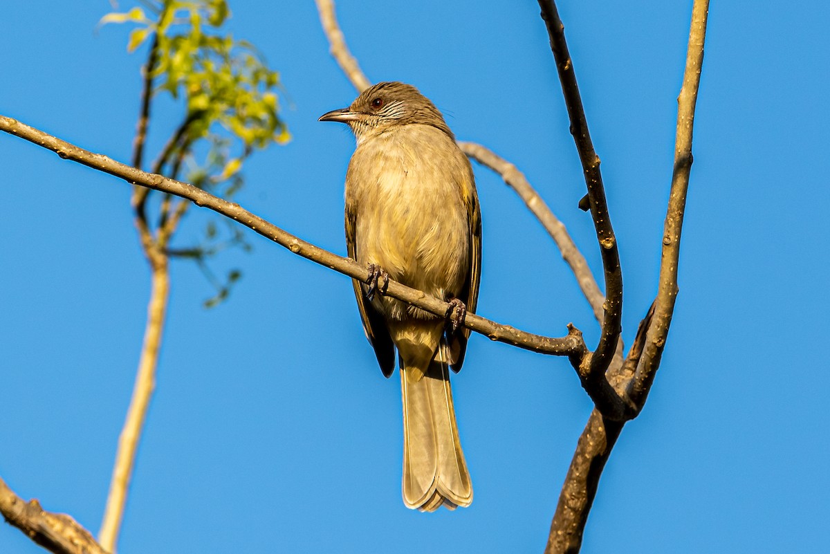 Bulbul de Blanford Occidental - ML193613161