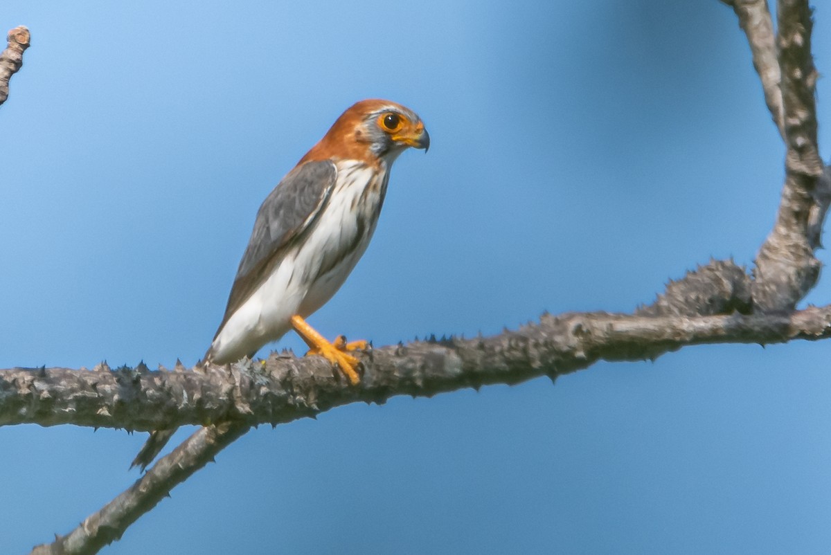 White-rumped Falcon - ML193613281