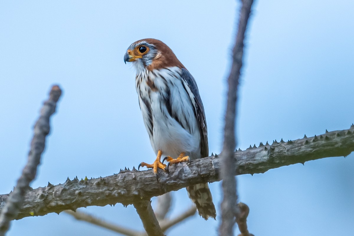 White-rumped Falcon - ML193613291