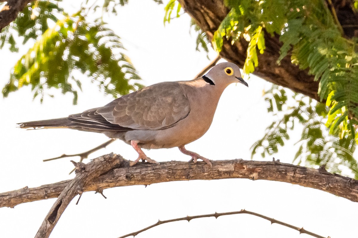 Burmese Collared-Dove - ML193613781