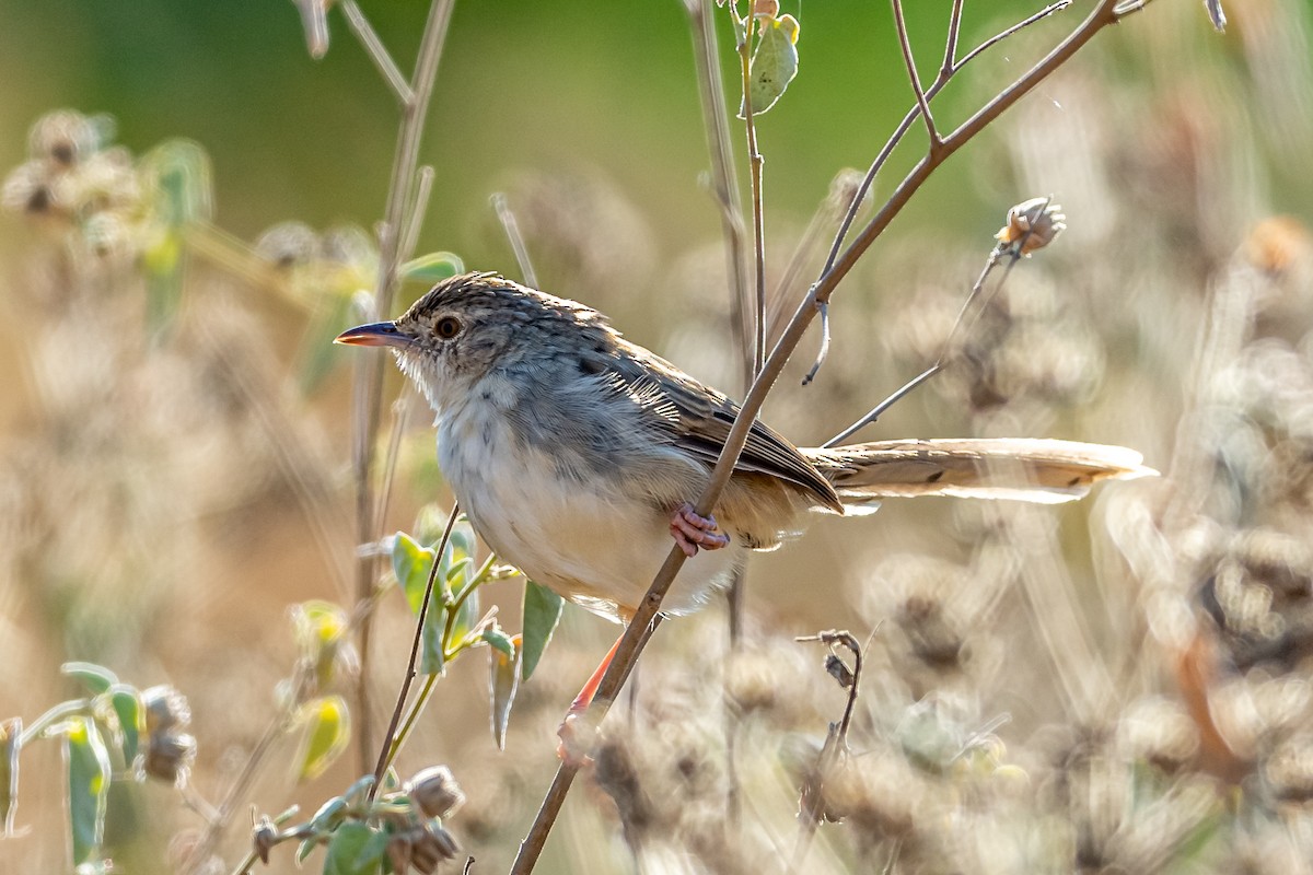 Burmese Prinia - ML193613901