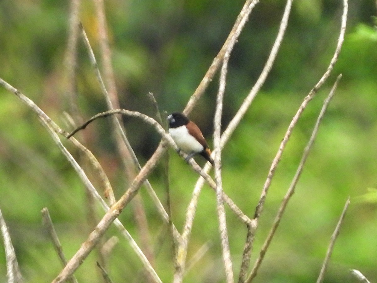 Hooded Munia - Warren Regelmann