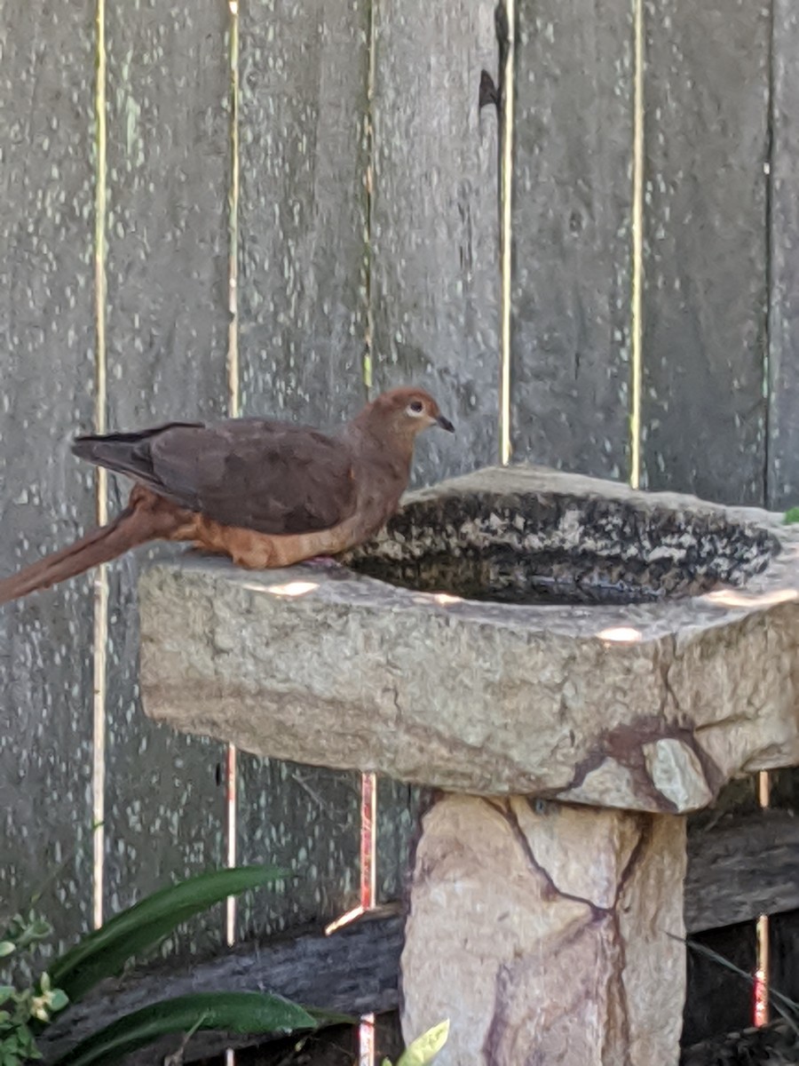 Brown Cuckoo-Dove - ML193617601