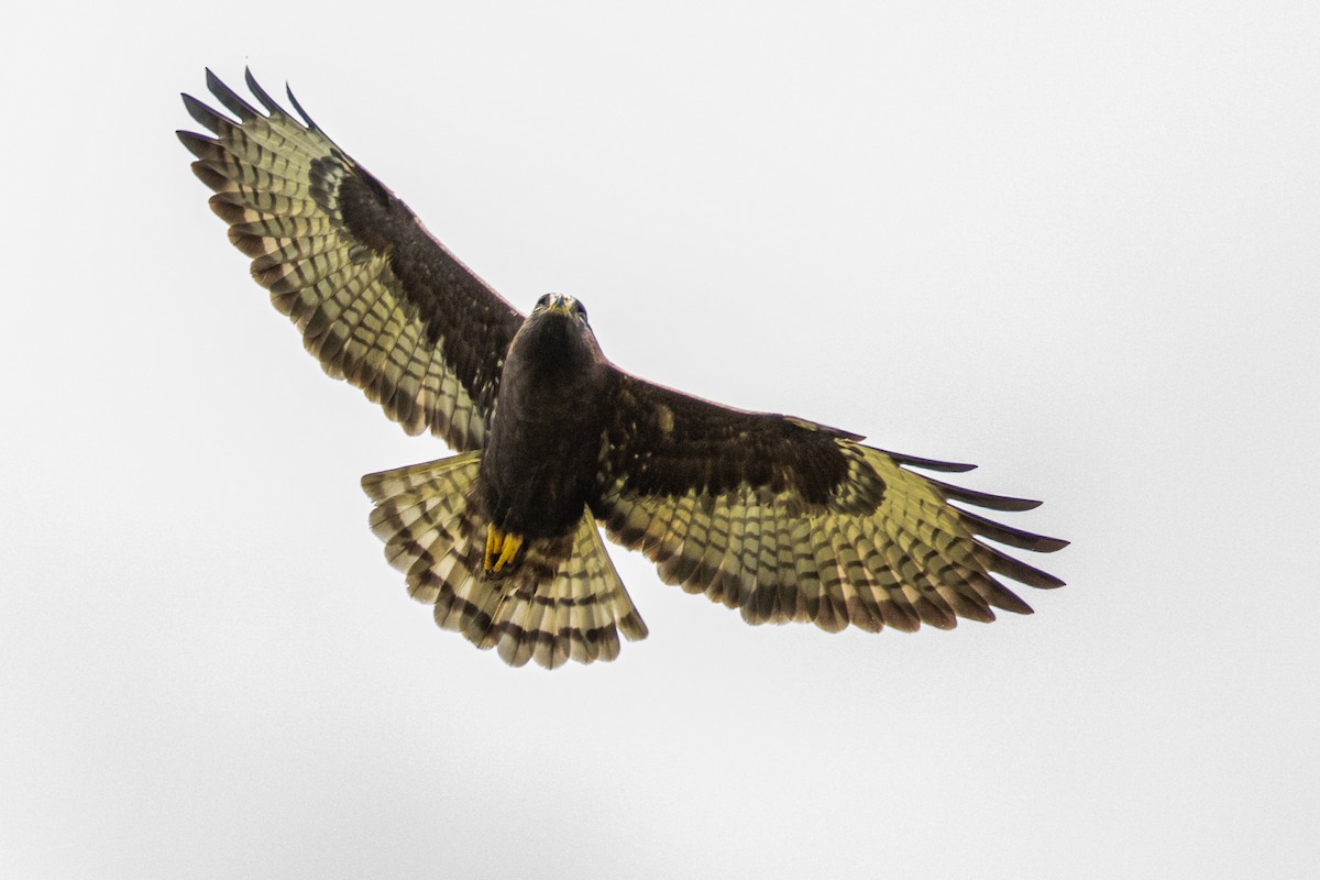 Short-tailed Hawk - John Whigham