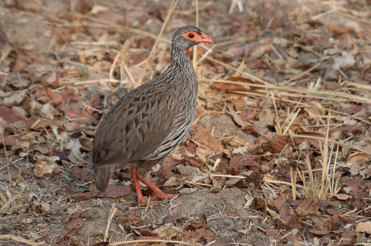 Red-necked Spurfowl - ML193619201
