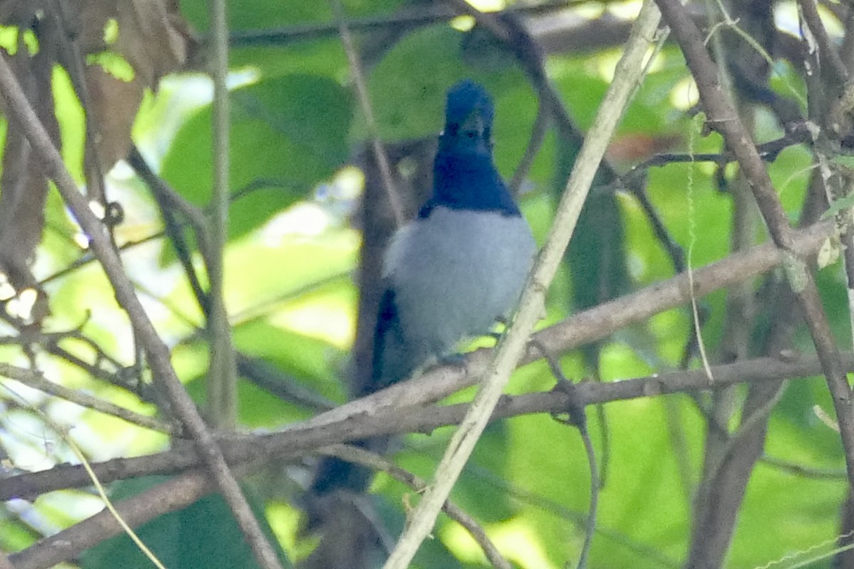 Blue-headed Crested Flycatcher - ML193622461