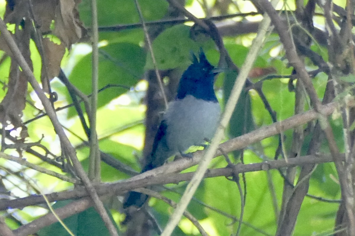 Blue-headed Crested Flycatcher - Peter Kaestner