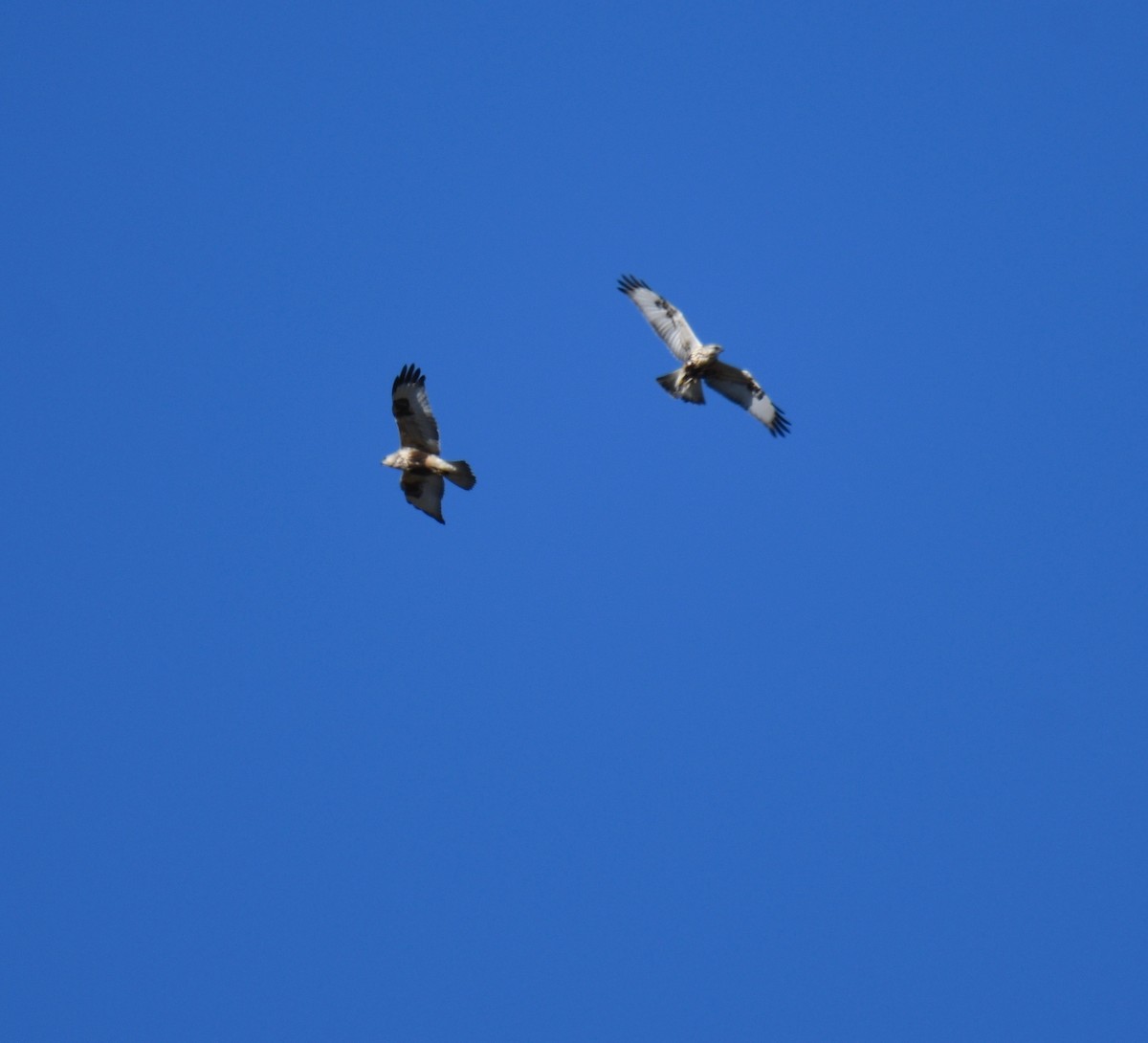 Rough-legged Hawk - ML193624031