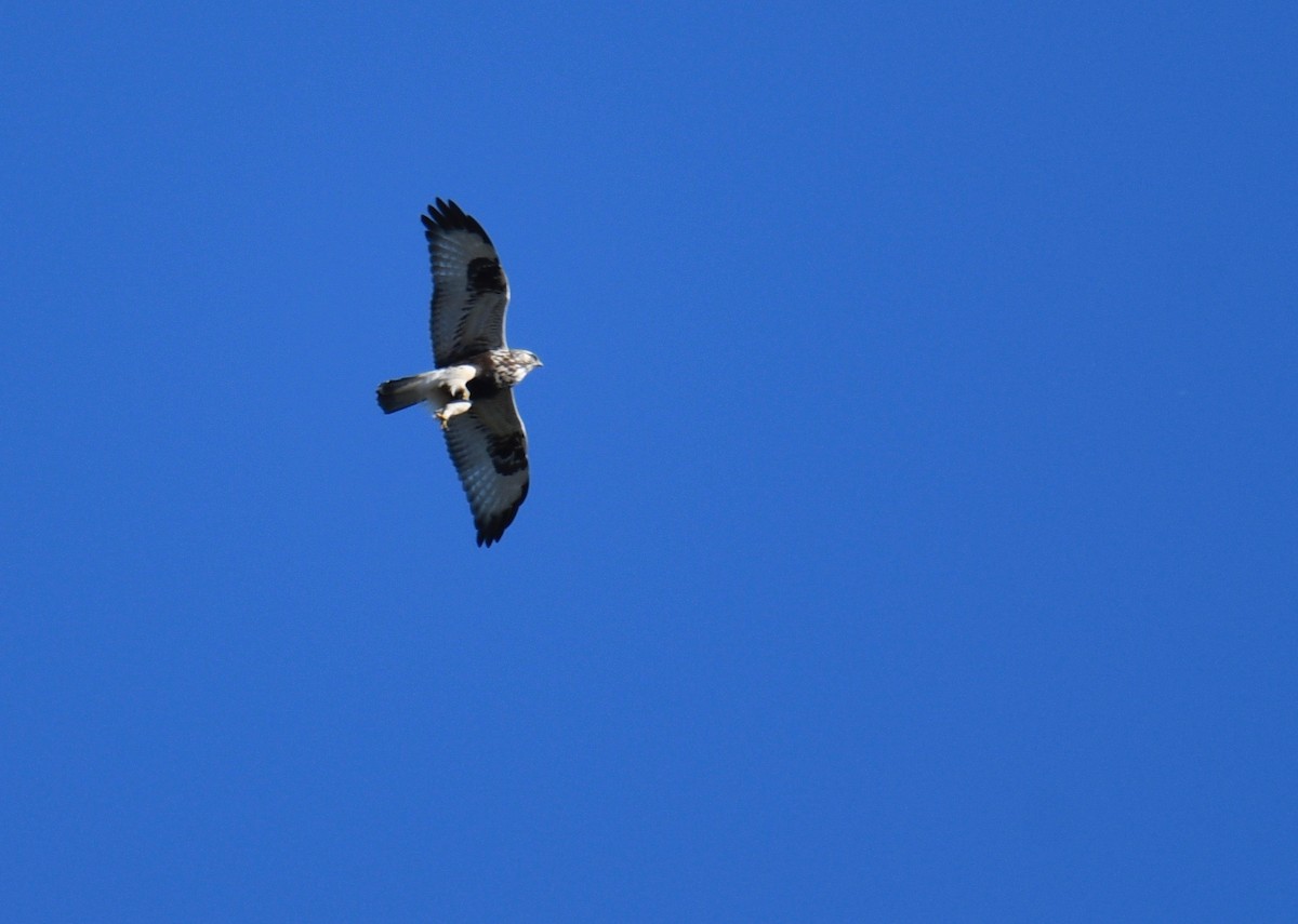 Rough-legged Hawk - ML193624041