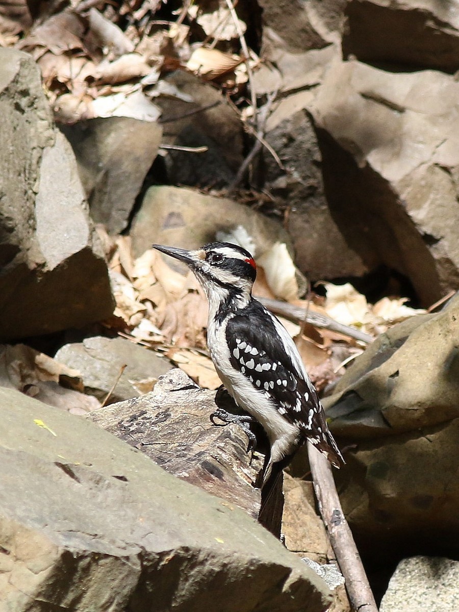 Hairy Woodpecker - ML193624931