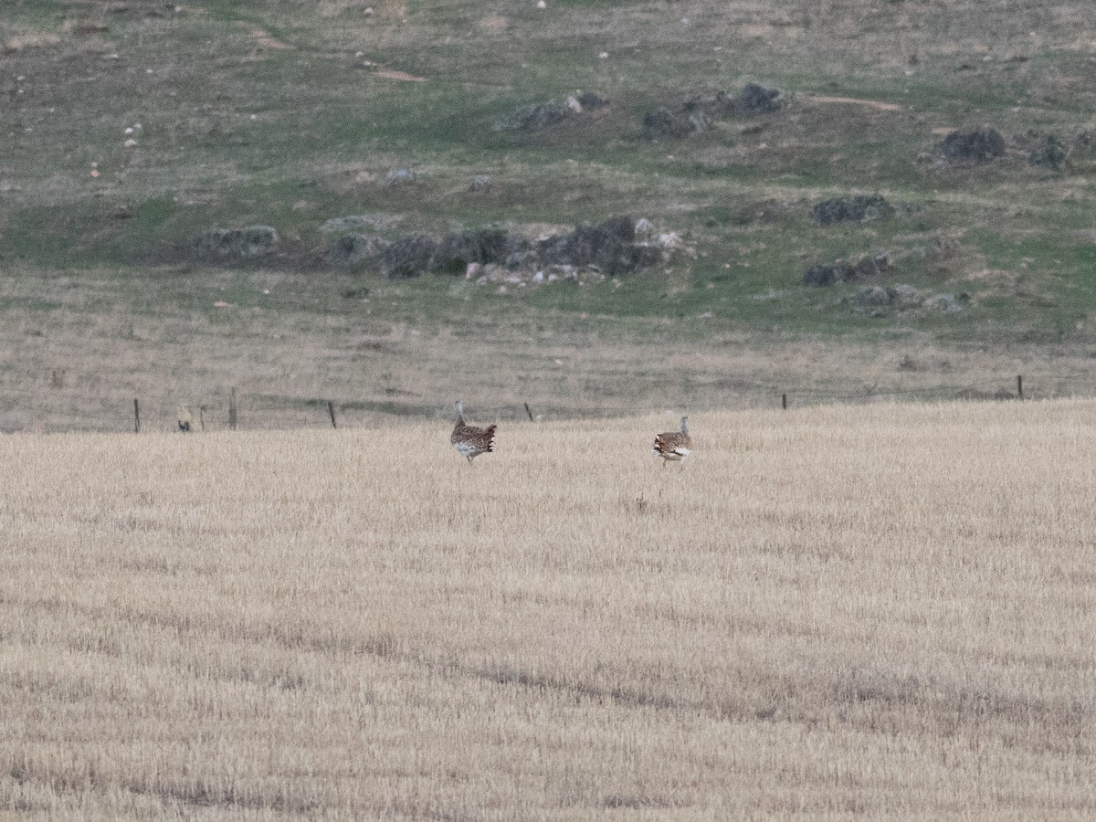 Great Bustard - matthew sabatine