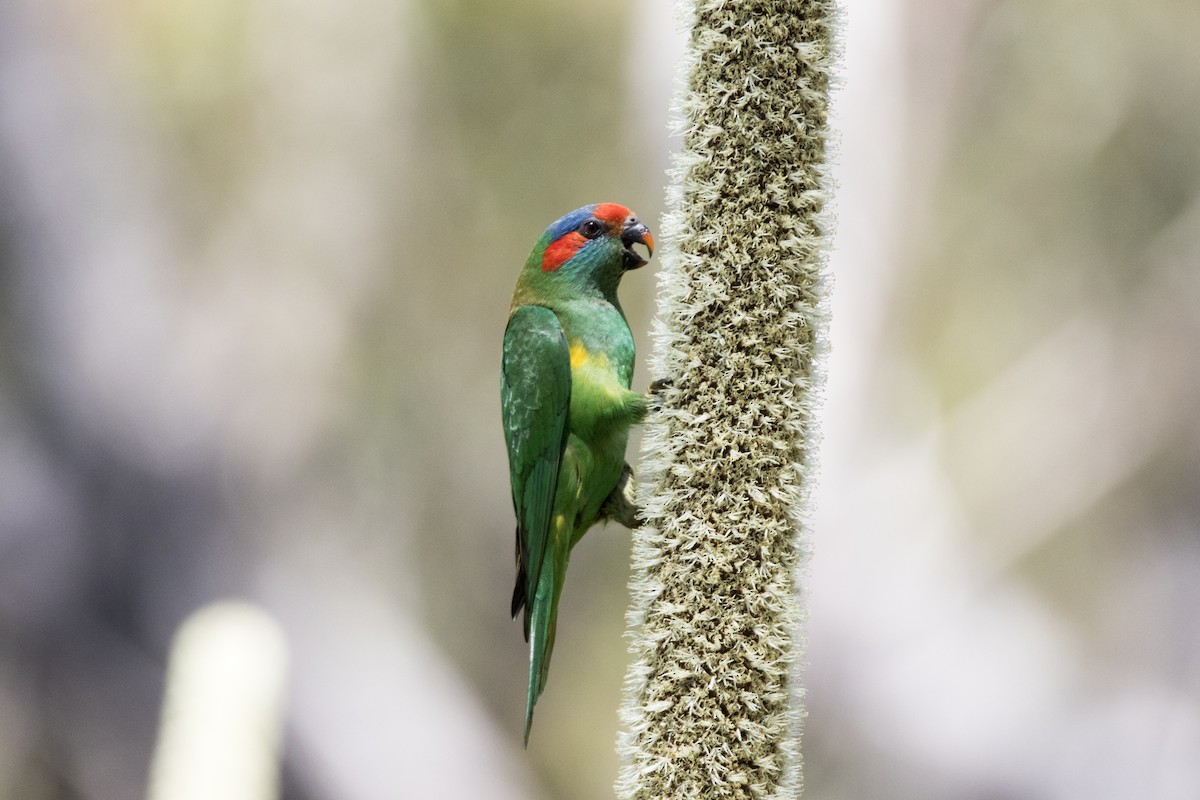 Musk Lorikeet - ML193627961