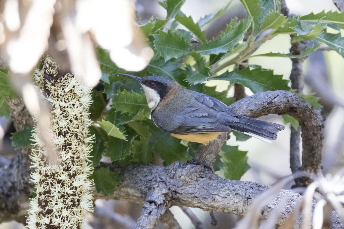 Eastern Spinebill - ML193628081