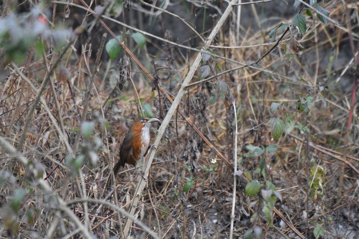 Rusty-cheeked Scimitar-Babbler - ML193630361