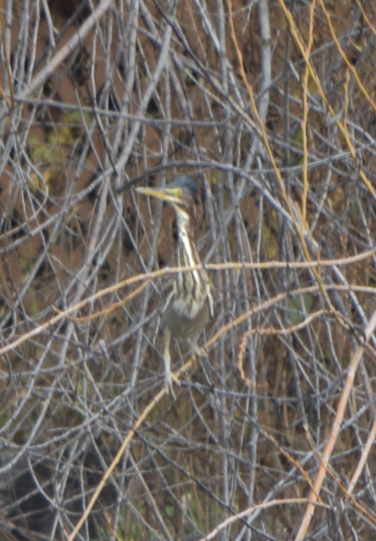 Green Heron - ML193630481