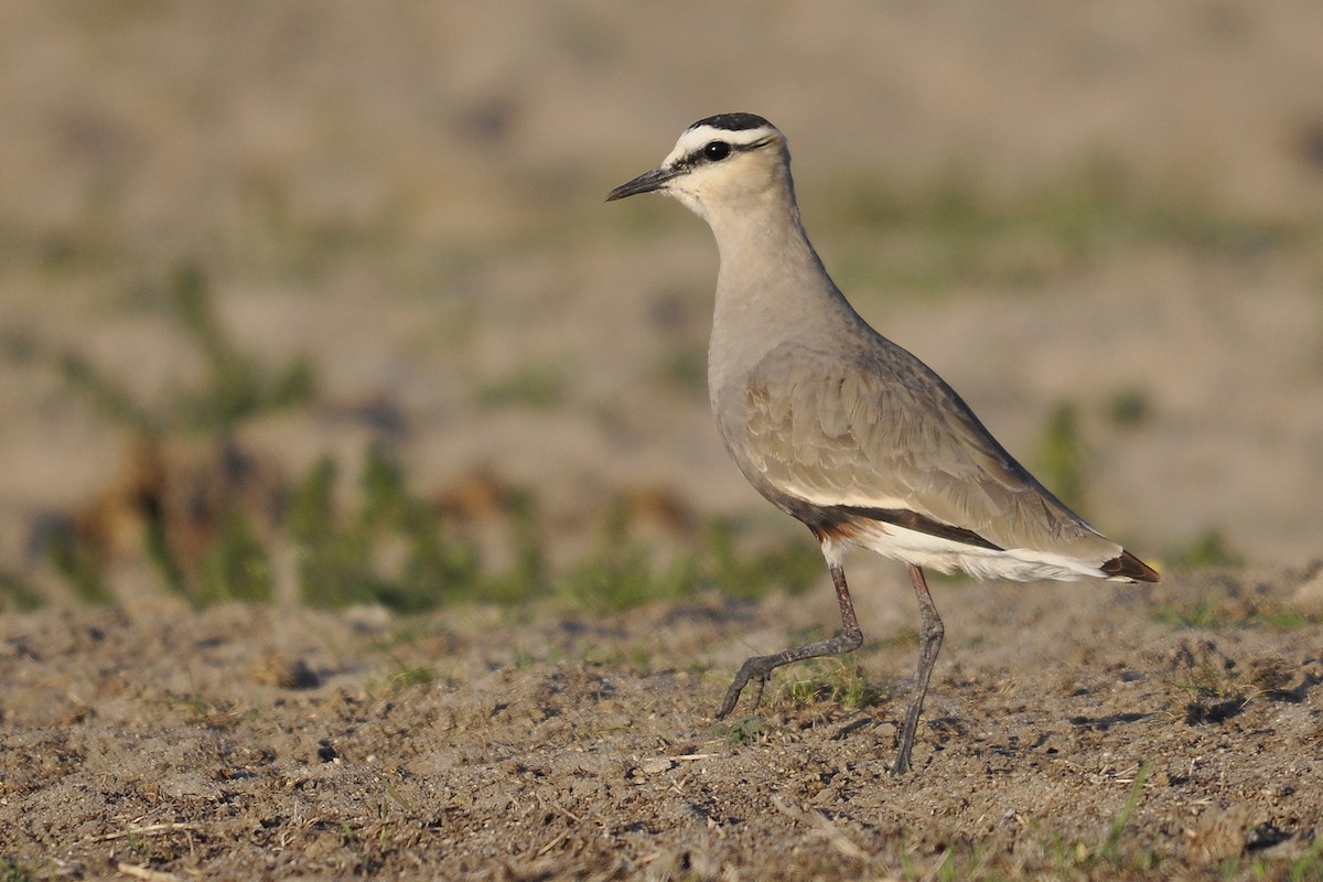 Sociable Lapwing - ML193632751