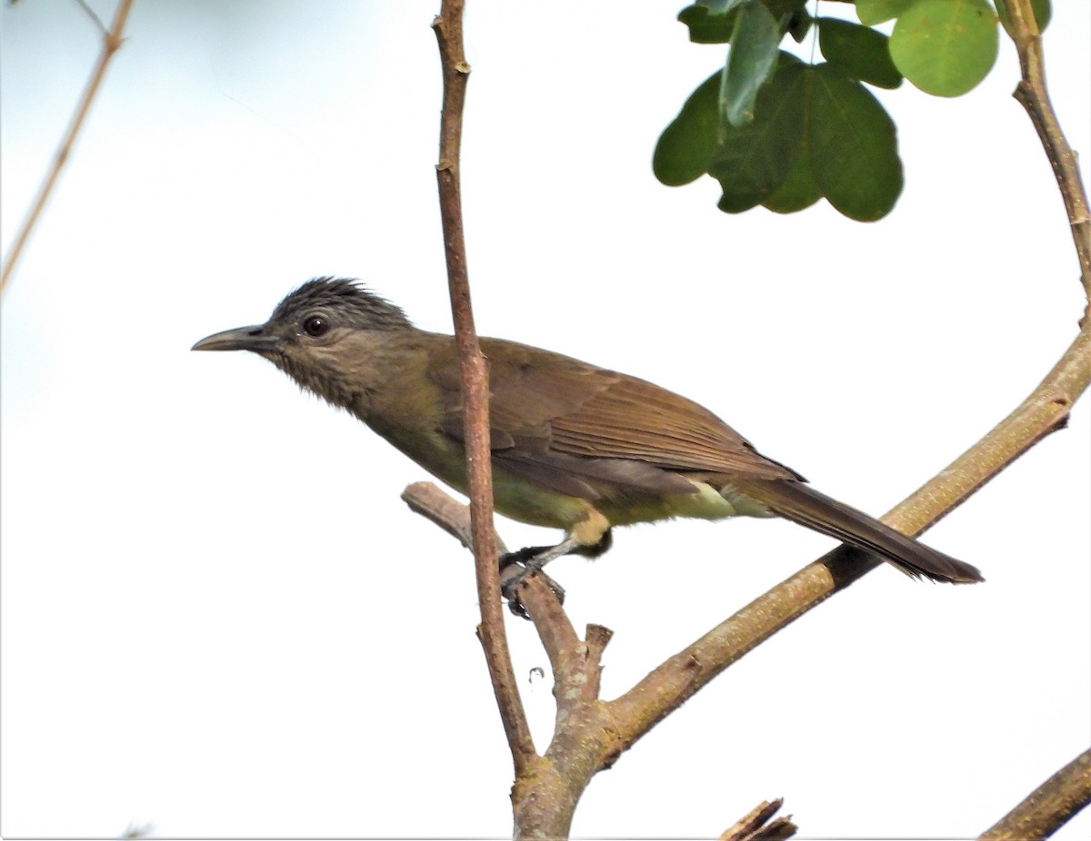 Mindoro Bulbul - ML193634101