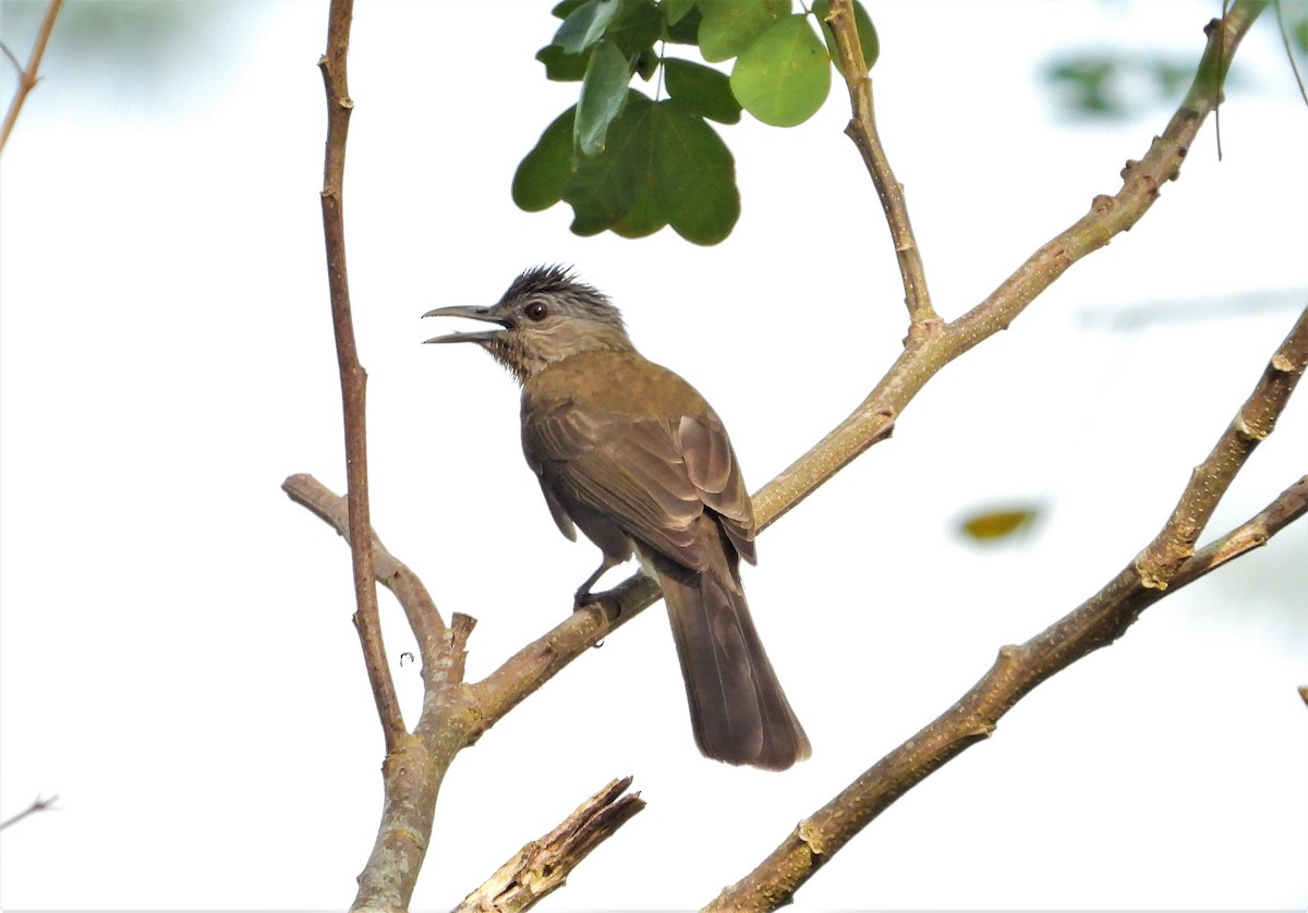 Mindoro Bulbul - ML193634111