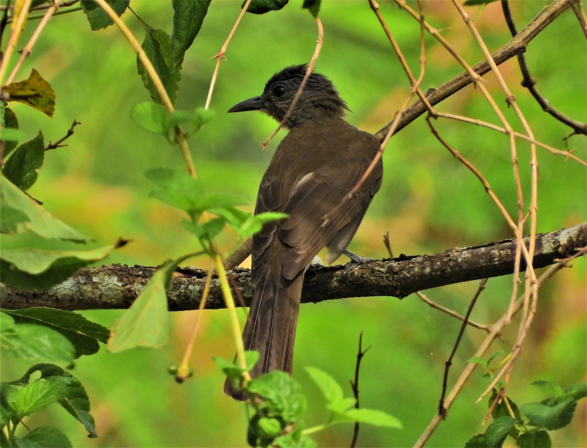 Mindoro Bulbul - ML193634121