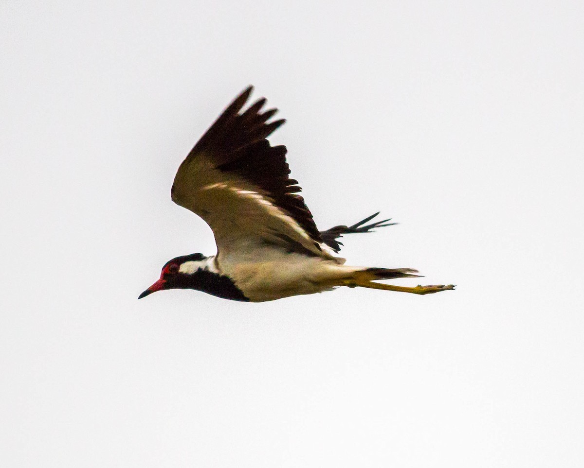 Red-wattled Lapwing - ML193634681