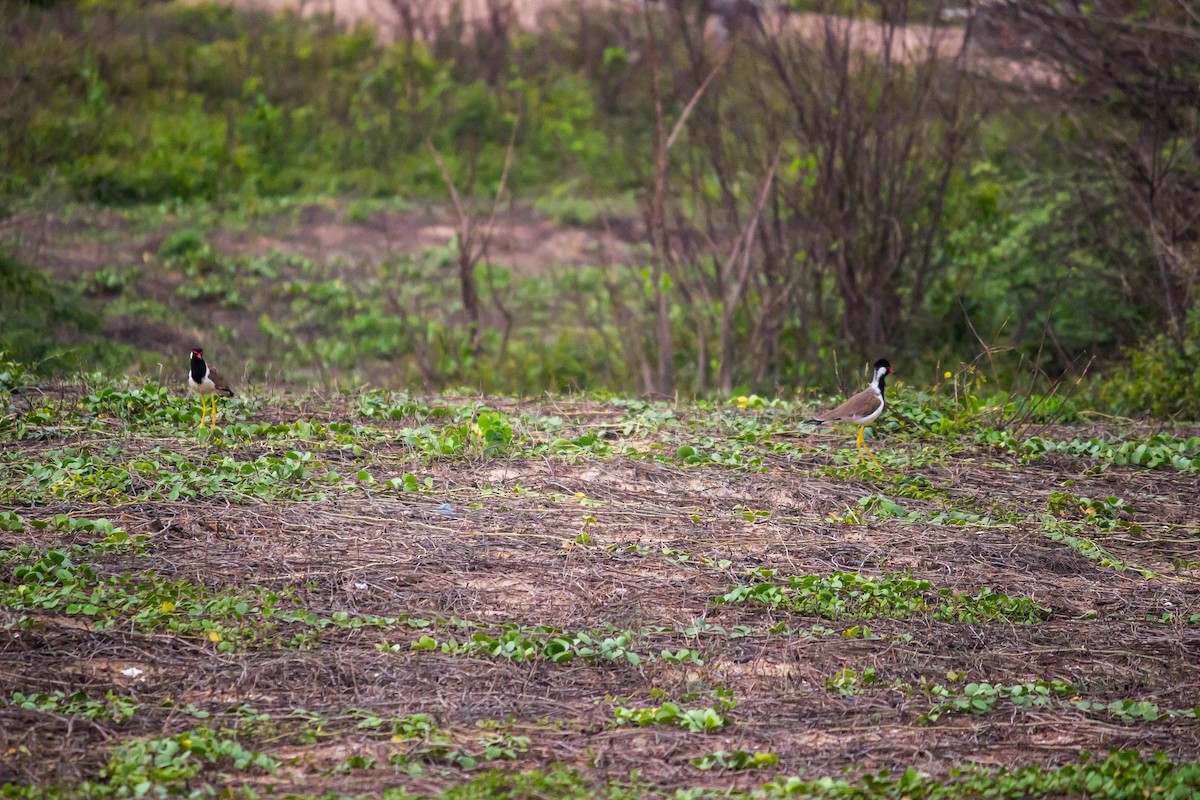 Red-wattled Lapwing - ML193634711