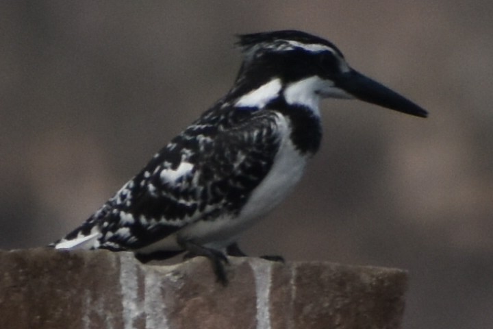 Pied Kingfisher - ML193636941